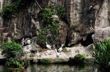A flock of pelicans in Ragunan Zoo A flock of pelicans in Ragunan Zoo